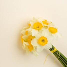 white daffodil flower bunch